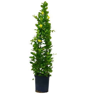 Mandevilla (Rocktrumpet Plant), Rocktrumpet plant, Rocktrumpet for sale, Mandevilla plant for sale, Outdoor Rocktrumpet